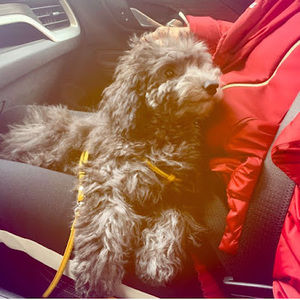 Meet your Posher, Ainsley